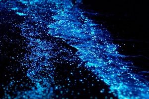 Tren 'Bio-Luminescent' yang Bikin Ruangan Terang Tanpa Listrik!