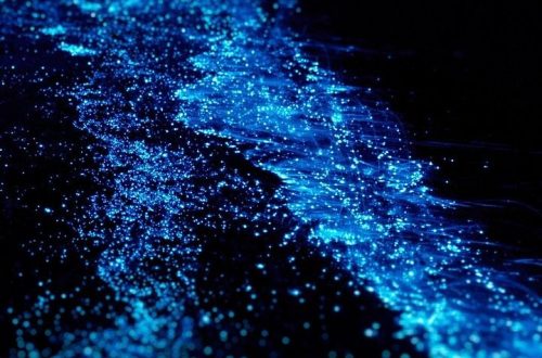 Tren 'Bio-Luminescent' yang Bikin Ruangan Terang Tanpa Listrik!