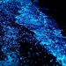 Tren 'Bio-Luminescent' yang Bikin Ruangan Terang Tanpa Listrik!