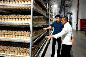 Demam 'Mushroom Furniture' & Tanaman Bioteknologi: Tren Berkebun Indoor Agustus 2026 yang Bikin Rumah Terasa Seperti Laboratorium Masa Depan