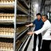 Demam 'Mushroom Furniture' & Tanaman Bioteknologi: Tren Berkebun Indoor Agustus 2026 yang Bikin Rumah Terasa Seperti Laboratorium Masa Depan