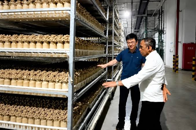 Demam 'Mushroom Furniture' & Tanaman Bioteknologi: Tren Berkebun Indoor Agustus 2026 yang Bikin Rumah Terasa Seperti Laboratorium Masa Depan
